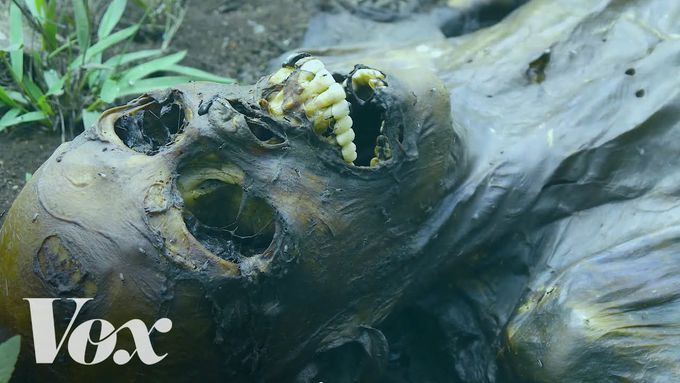 Hit a like for The fascinating process of human decomposition