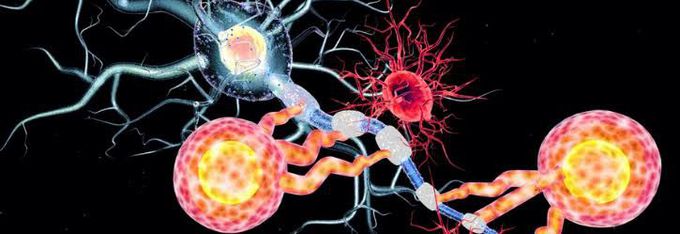 Causes for the inability of injured nerves to regenerate