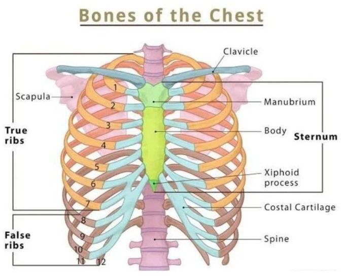 Bones of the Chest