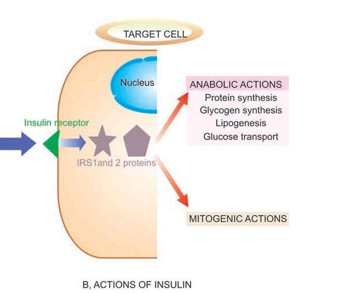 Insulin actions