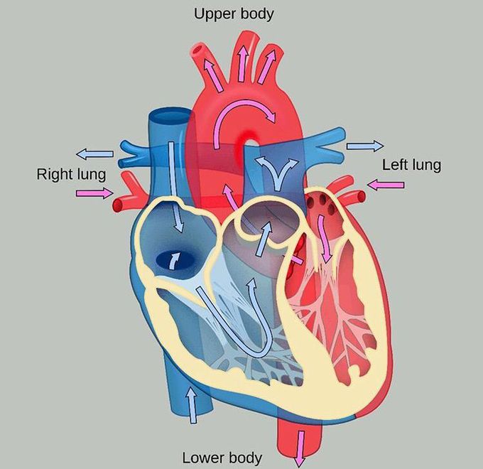 Heart anatomy - MEDizzy