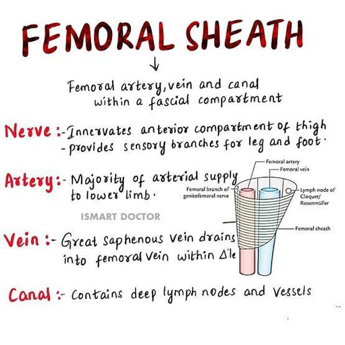 Femoral Sheath