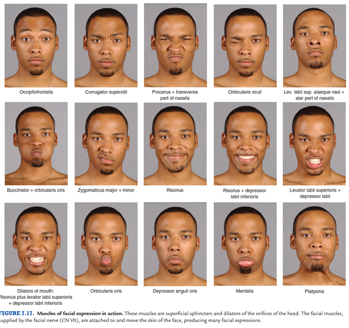 Actions of facial muscles