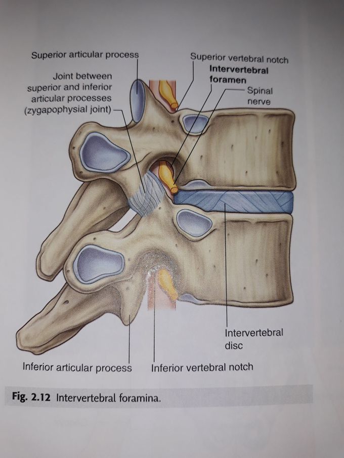 Anatomy of the spine