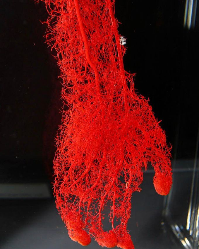 Blood vessels of the arm