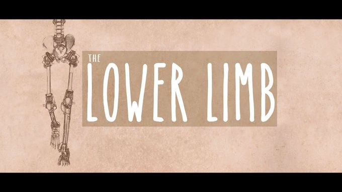 THE LOWER LIMB: Neuroanatomy Season 3, Episode 3