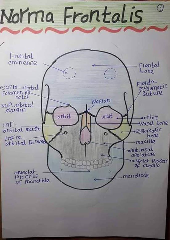 Radiology Students Of A.M.S