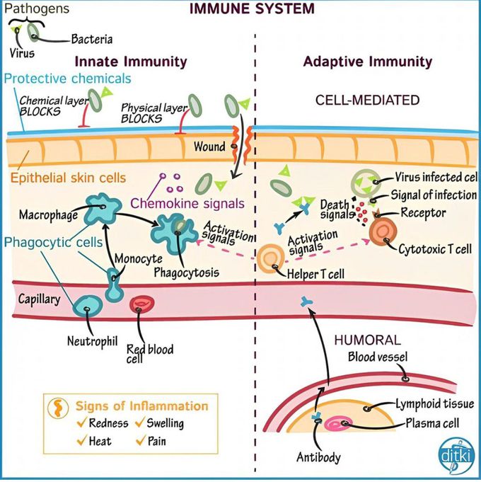 Immune System