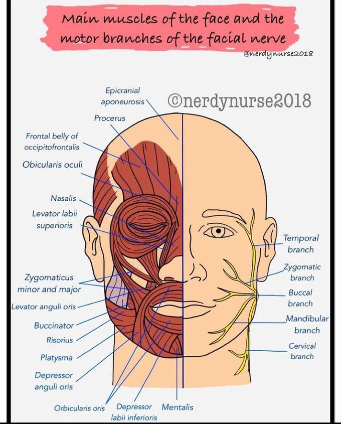 motor nerve distribution