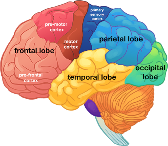 Lobes of the human brain