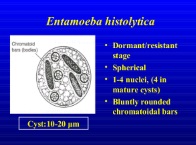 Infective stage:cyst form