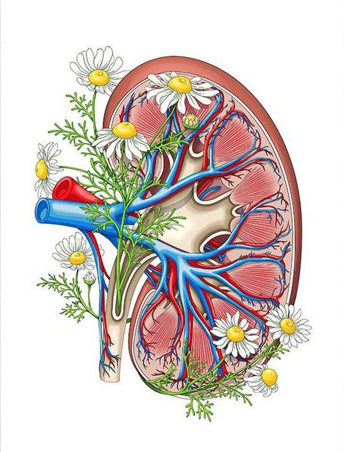 Renal White Flowers