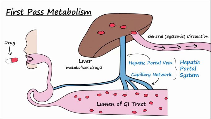 Bioavailability and first-pass effect - Animation