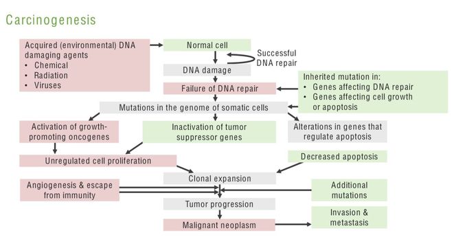 Carcinogenesis