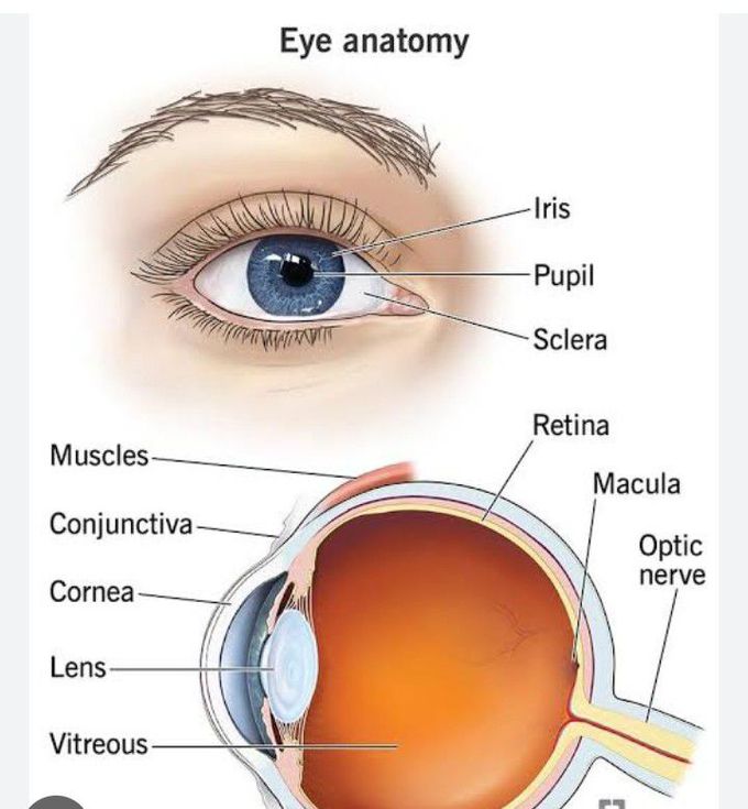 Anatomy of Eye