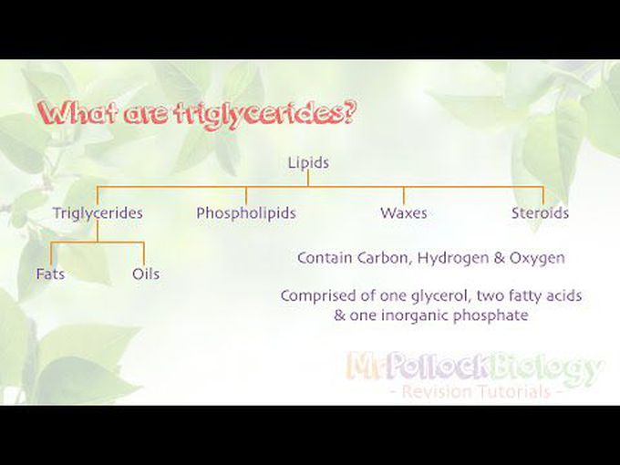 What are Triglycerides?