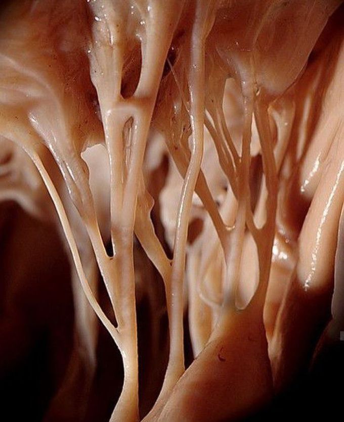 Inside view of the heart