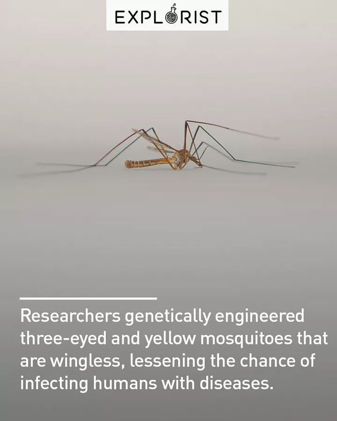 engineered mosquito MEDizzy