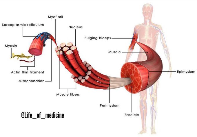 KNOW YOUR MUSCLE