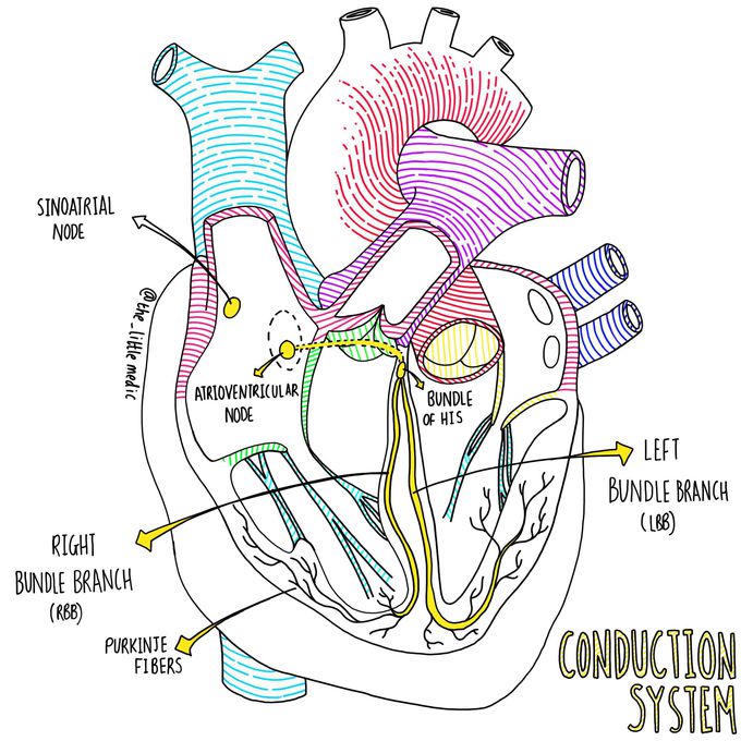 Conduction System