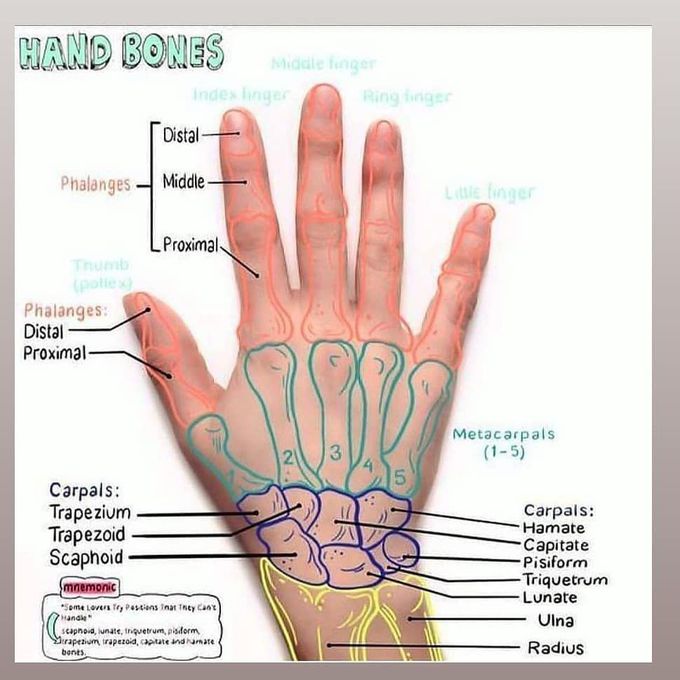 Hand bones