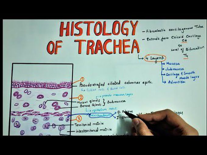 The Layers of Trachea