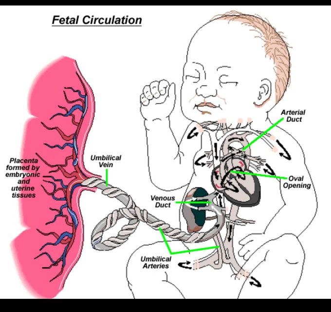 Fetal circulation.