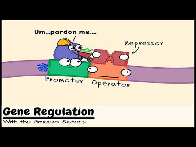 Lac Operon Animation