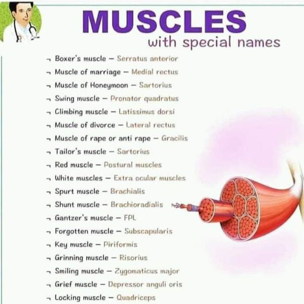 Muscles with special names