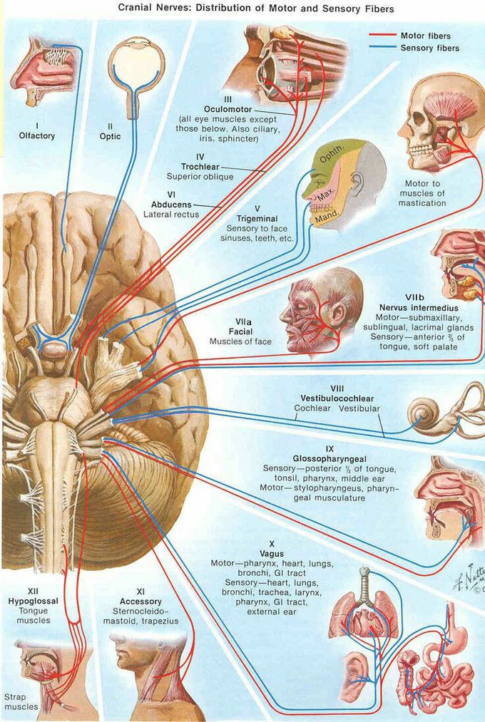 Cortex Nerves