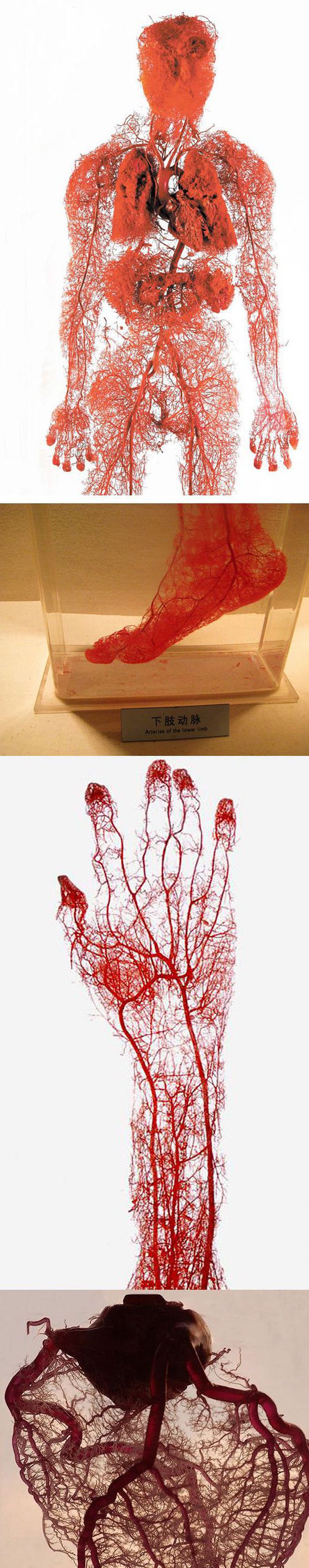 Blood Vessels in the Human Body