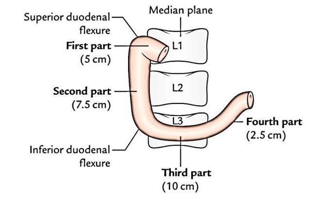 Length of duodenum
