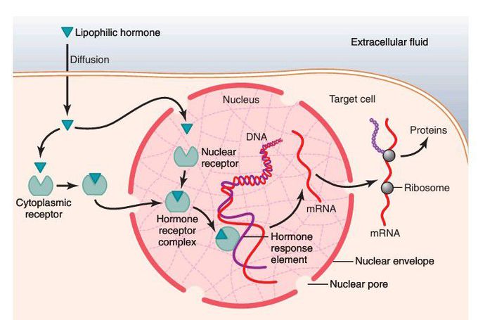 Mechanisms of interaction of lipophilic hormones