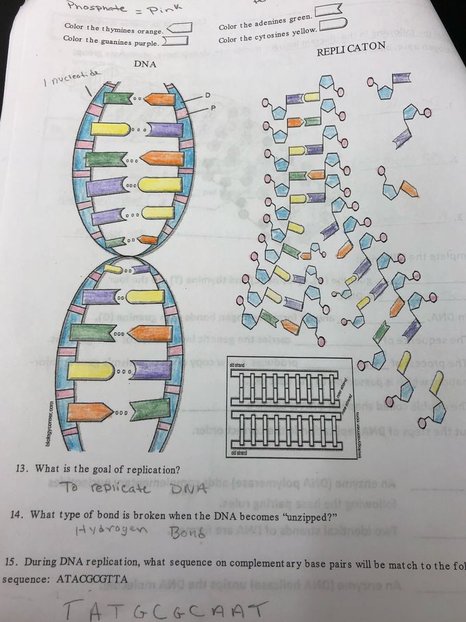 DNA Replication in High school Biology class - MEDizzy