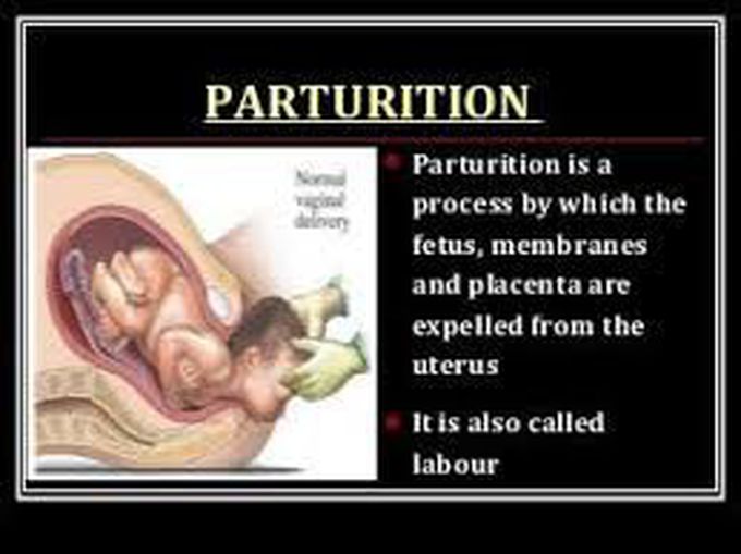 Parturition