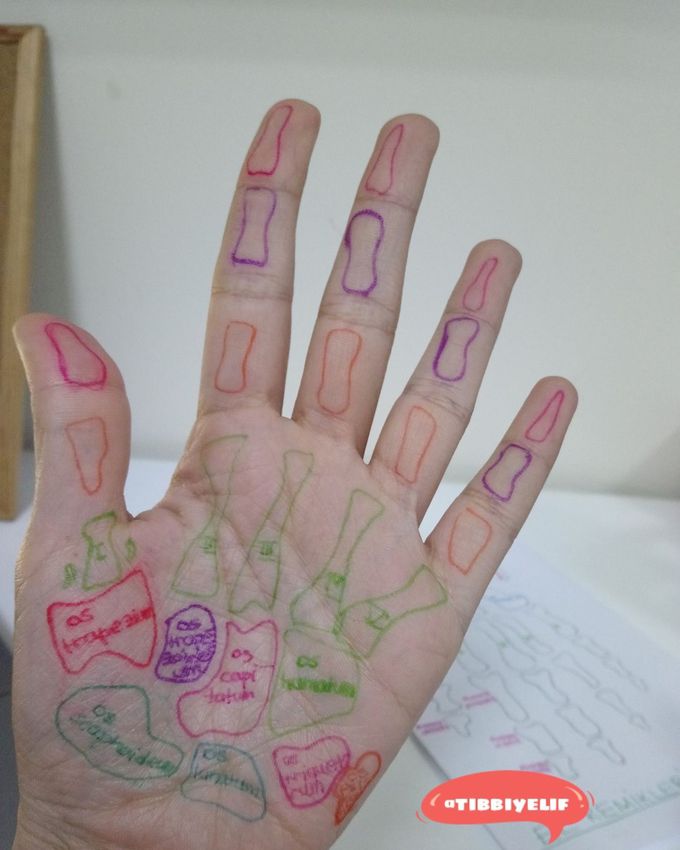 Hand bones 🤚🏻funny study 🤗