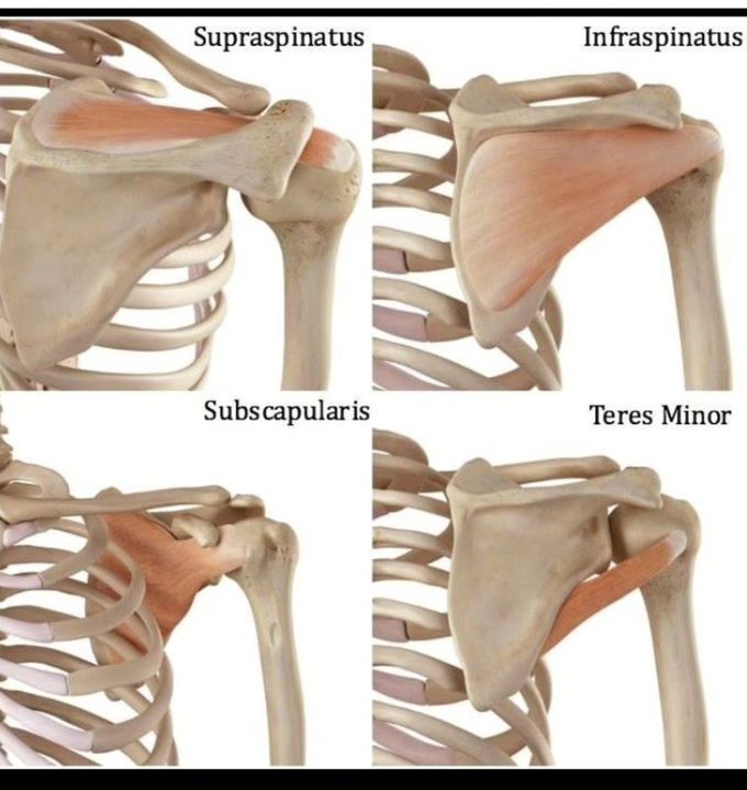 Shoulder Anatomy