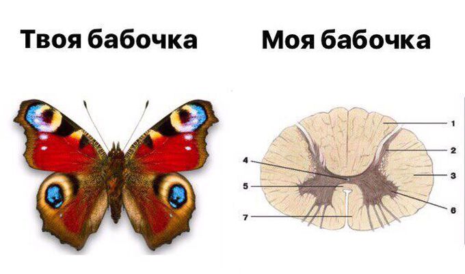 Butterfly and spinal cord