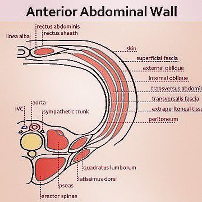 Anterior Abdominal Wall Structures