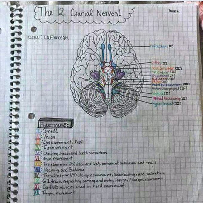 The 12 Cranial Nerves