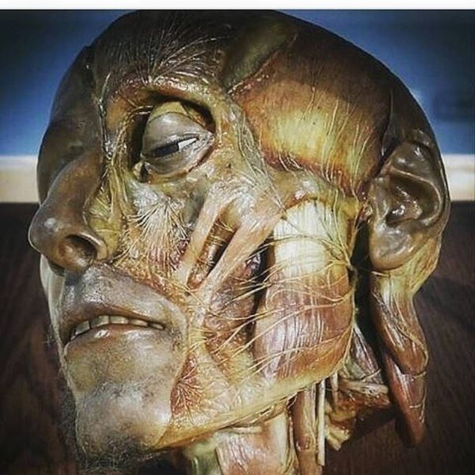 Facial nervous supply