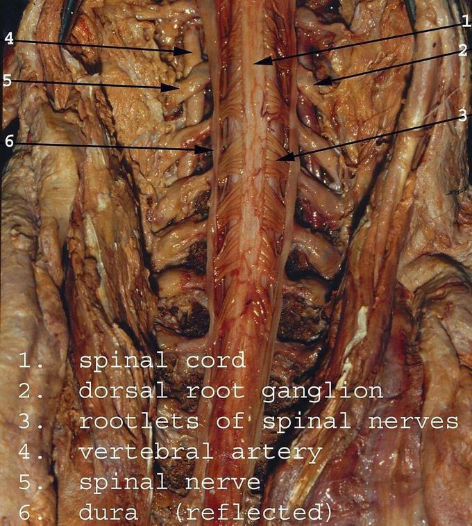 real spinal cord