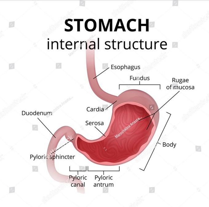 Stomach internal structure