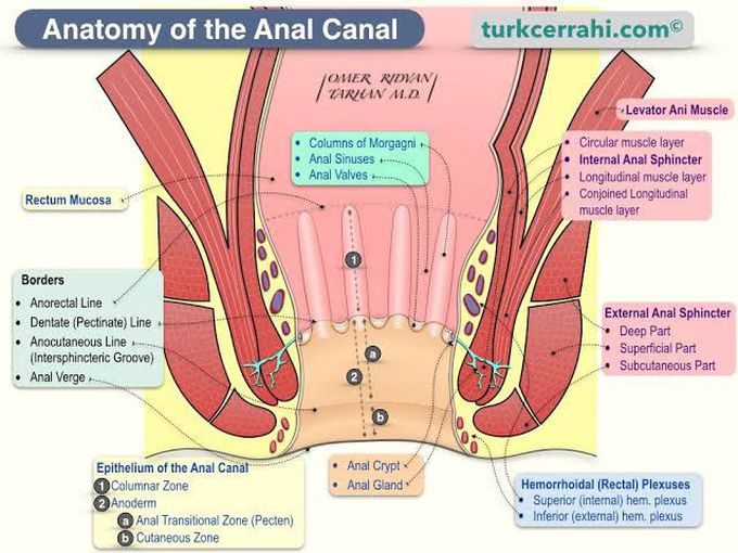 Anatomy of Anal Canal