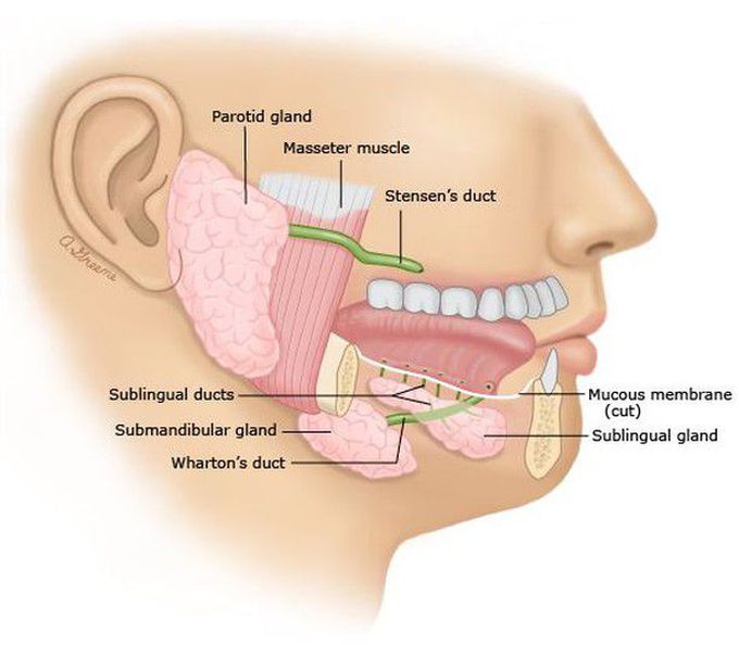 Major glands in mouth