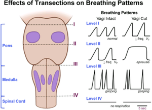 BREATHING PATTERNS - MEDizzy