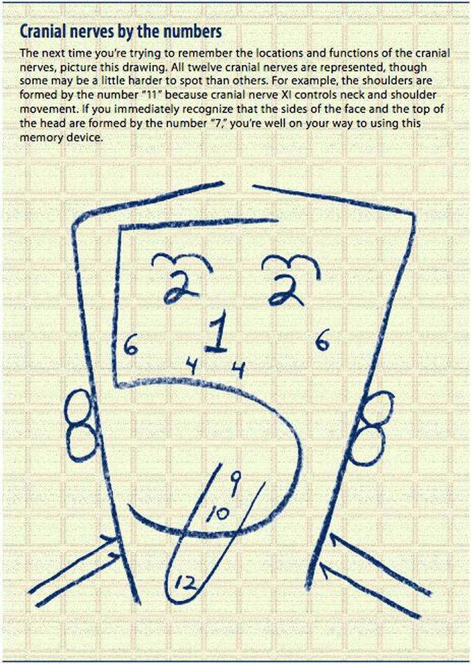 Cranial nerves