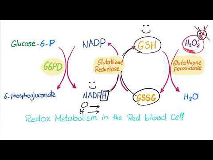 G6PD Enzyme in Carbohydrate metabolism