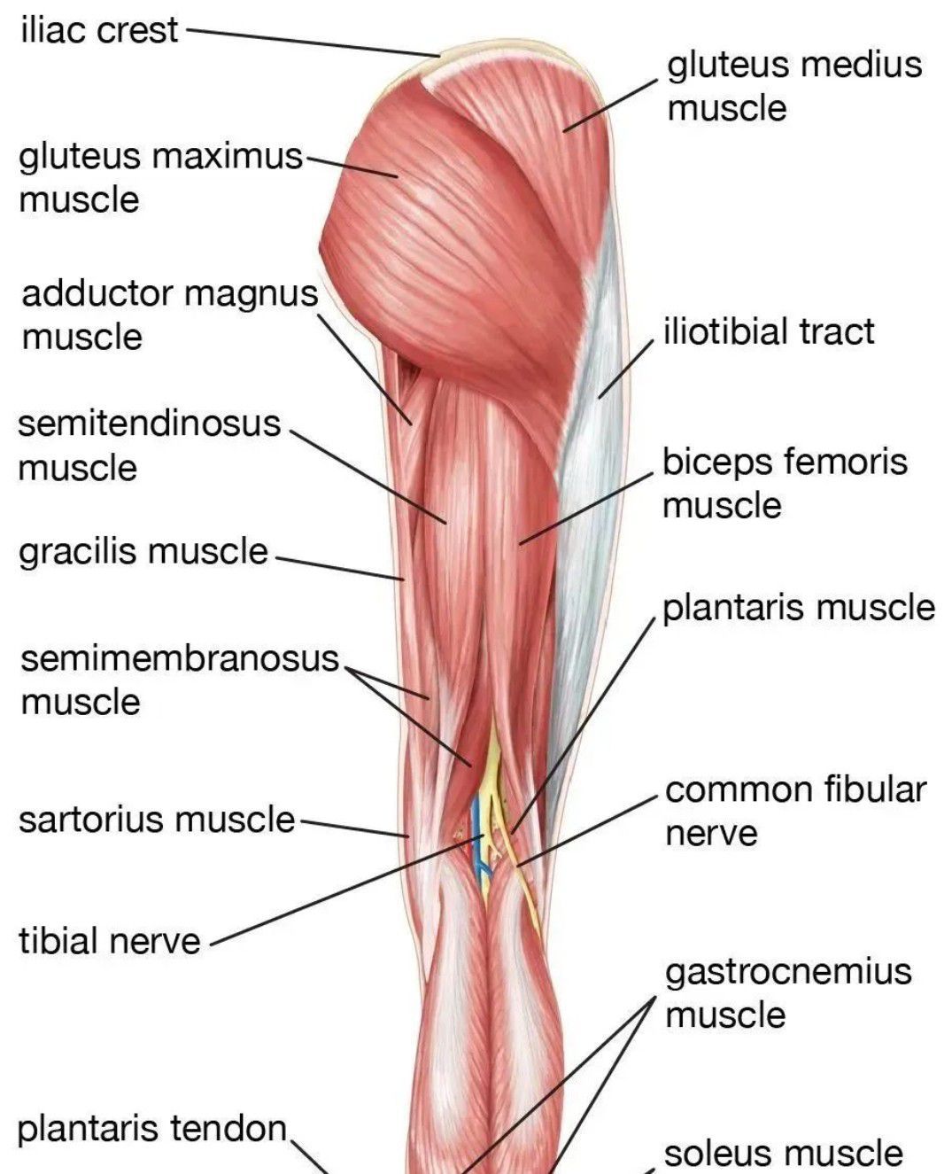 Lower Limb Anatomy - MEDizzy