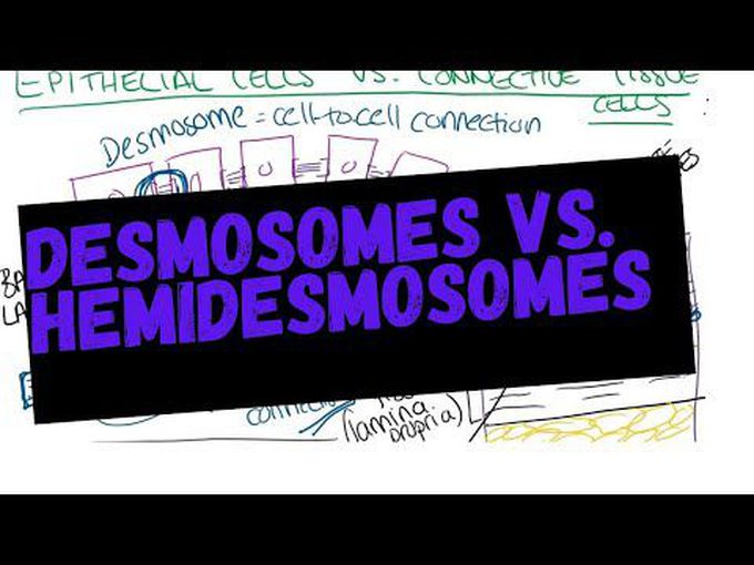 Integumentary System- Desmosomes and Hemidesmosomes 